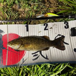 スモールマウスバス