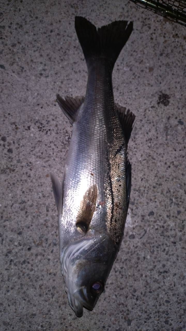 セイゴ（マルスズキ）