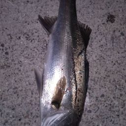 セイゴ（マルスズキ）