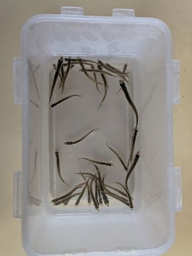 つがる市野池群