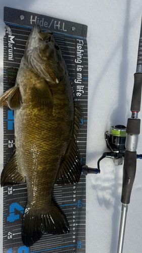 スモールマウスバスの釣果