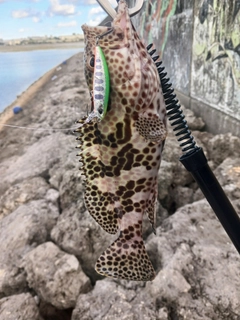 イシミーバイの釣果