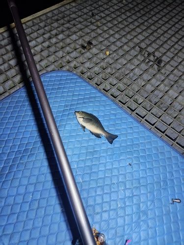 グレの釣果