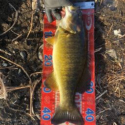 スモールマウスバス