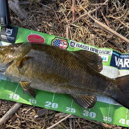 スモールマウスバス