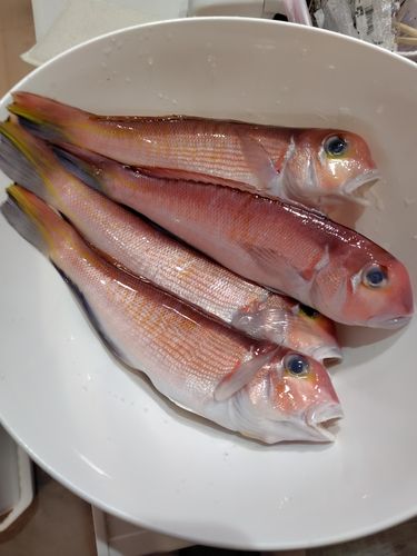 アマダイの釣果