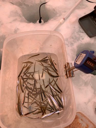 ワカサギの釣果