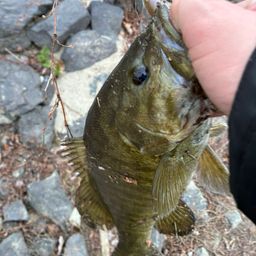 スモールマウスバス