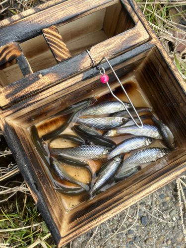 クチボソの釣果