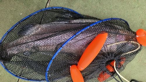 ニジマスの釣果