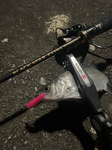 セイゴ（マルスズキ）の釣果