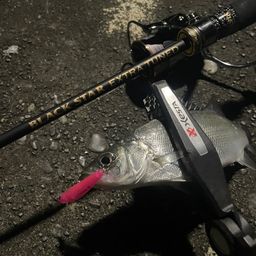 セイゴ（マルスズキ）