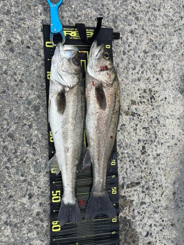 シーバスの釣果