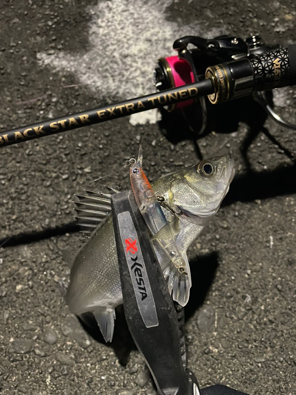 セイゴ（マルスズキ）