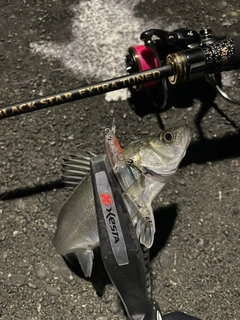 セイゴ（マルスズキ）の釣果