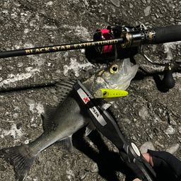 セイゴ（マルスズキ）