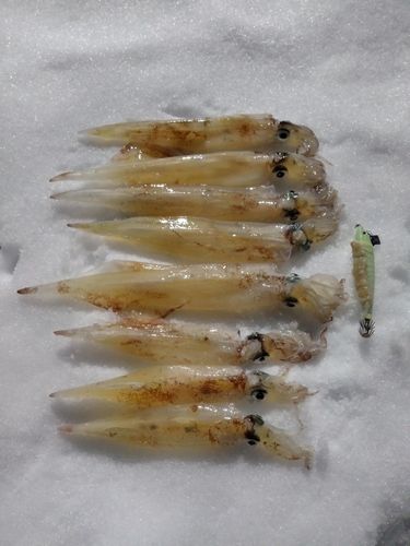 ヤリイカの釣果