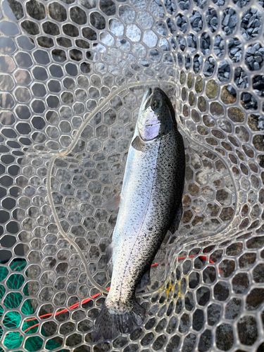 ミッドクリークフィッシングエリア