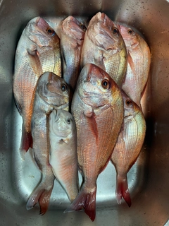 マダイの釣果