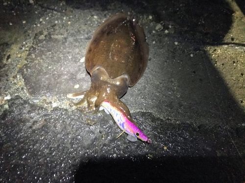 コウイカの釣果