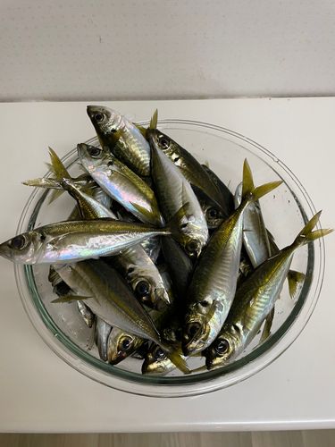 アジの釣果