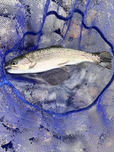 北方川釣り体験場マス釣り場