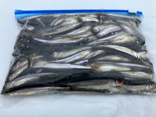 ワカサギの釣果