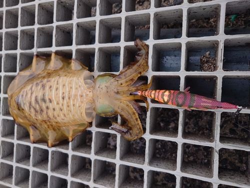 アオリイカの釣果