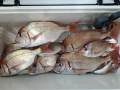 ハナダイの釣果