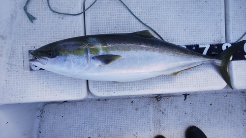 ブリの釣果