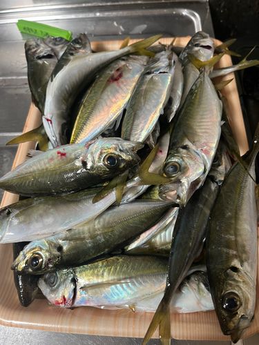 アジの釣果