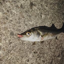 セイゴ（ヒラスズキ）