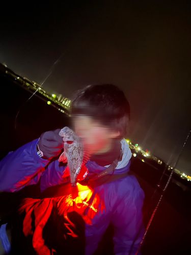 クロソイの釣果