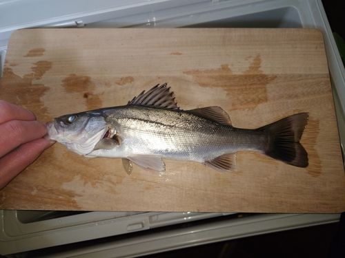 セイゴ（マルスズキ）の釣果
