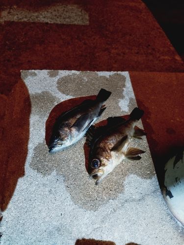 メバルの釣果