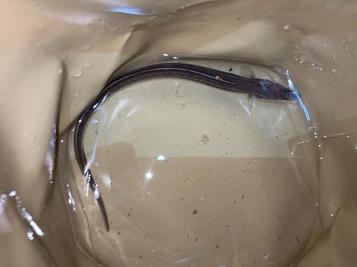 碧南海釣り公園