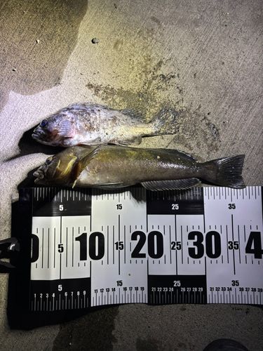 アイナメの釣果