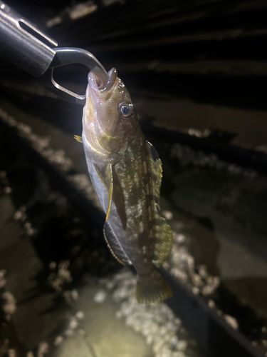 アイナメの釣果