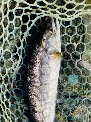 リヴァスポット早戸