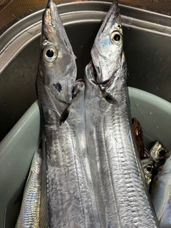 タチウオの釣果