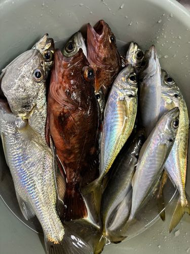 アジの釣果