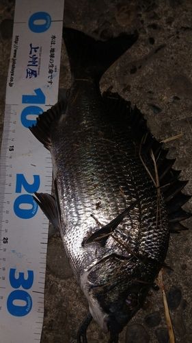 クロダイの釣果