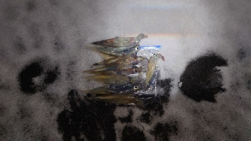 ヤリイカの釣果