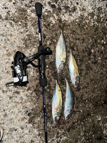 内浦湾（鴨川）