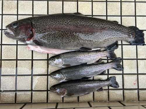 ニジマスの釣果