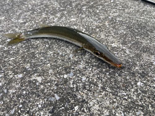 アカカマスの釣果