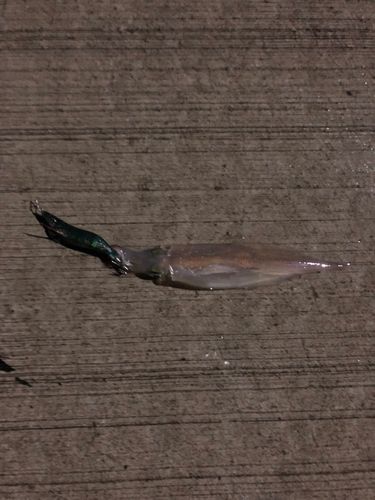 ヤリイカの釣果