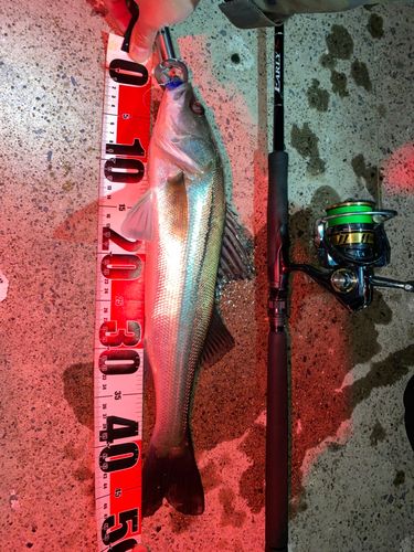 フッコ（マルスズキ）の釣果