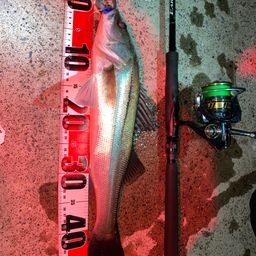 フッコ（マルスズキ）