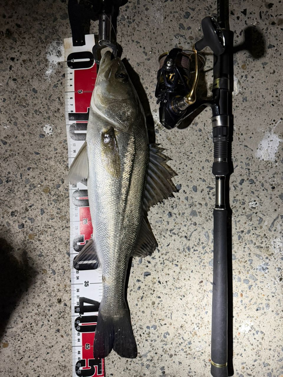 フッコ（マルスズキ）